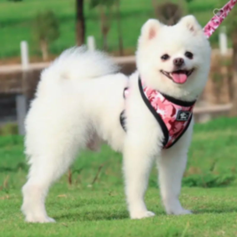 Custom Luxury Puppy Losh cổ áo có thể điều chỉnh túi Poop Bandana có thể đảongược và cảm giác.